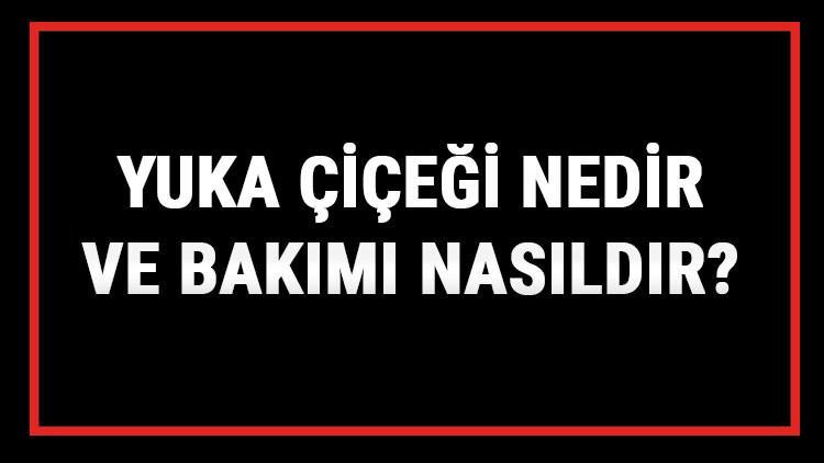 Yuka Çiçeği Nedir Ve Bakımı Nasıldır? Yuka Çiçeği Anlamı, Özellikleri, Faydaları Ve Yetiştiriciliği