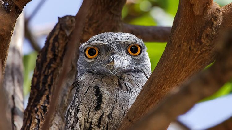 Sosyal medyanın güzellik algısını tersine çevirdi… İşte en ‘Instagram'lanabilir’ kuş frogmouth!