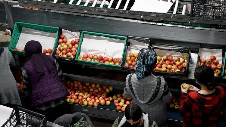Çorum'da 80 dönüm alanda kurdu! 14 ülkeye ihraç ediyor