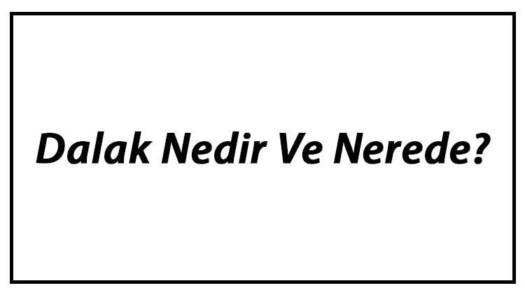 Dalak Nedir Ve Nerede? Dalak Ne İşe Yarar Ve Görevleri Hakkında Bilgi