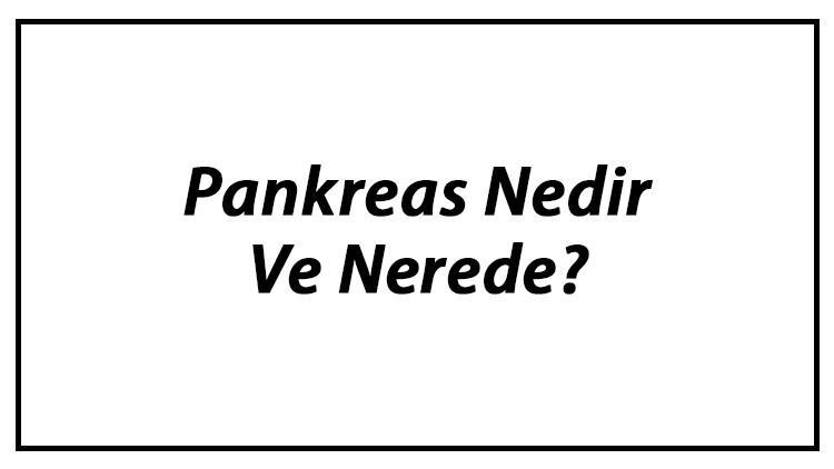 Pankreas Nedir Ve Nerede? Pankreas Ne İşe Yarar Ve Görevleri Hakkında Bilgi
