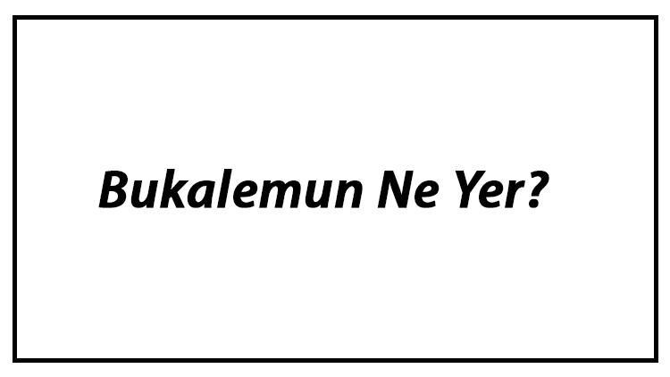 Bukalemun Ne Yer? Bukalemunlar Nasıl Beslenir Ve En Çok Sevdiği Besinler Neler