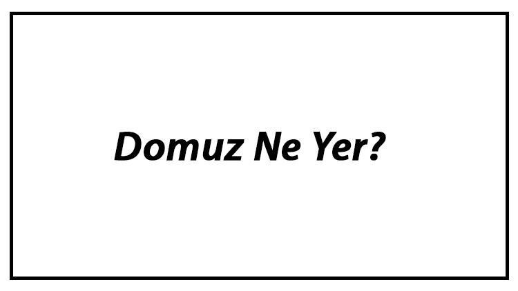 Domuz Ne Yer? Yavru Güvercinler Nasıl Beslenir Ve Güvercinlerin En Çok Sevdiği Besinler Neler