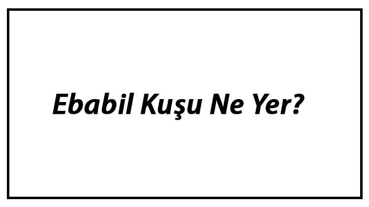 Ebabil Kuşu Ne Yer? Ebabil Kuşları Nasıl Beslenir Ve En Çok Sevdiği Besinler Neler