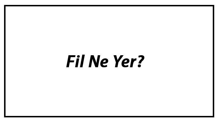 Fil Ne Yer? Yavru Filler Nasıl Beslenir Ve Fillerin En Çok Sevdiği Besinler Neler