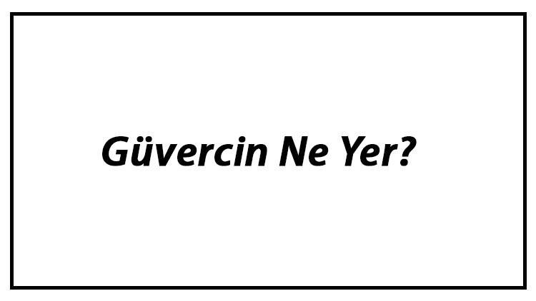 Güvercin Ne Yer? Yavru Güvercinler Nasıl Beslenir Ve Güvercinlerin En Çok Sevdiği Besinler Neler