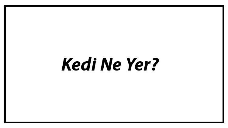 Kedi Ne Yer? Yavru Kediler Nasıl Beslenir Ve Kedilerin En Çok Sevdiği Besinler Neler?