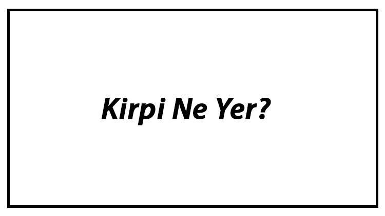 Kirpi Ne Yer? Kirpiler Nasıl Beslenir Ve Kirpilerin En Çok Sevdiği Besinler Neler