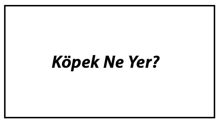 Köpek Ne Yer? Yavru Köpekler Nasıl Beslenir Ve Köpeklerin En Çok Sevdiği Besinler Neler