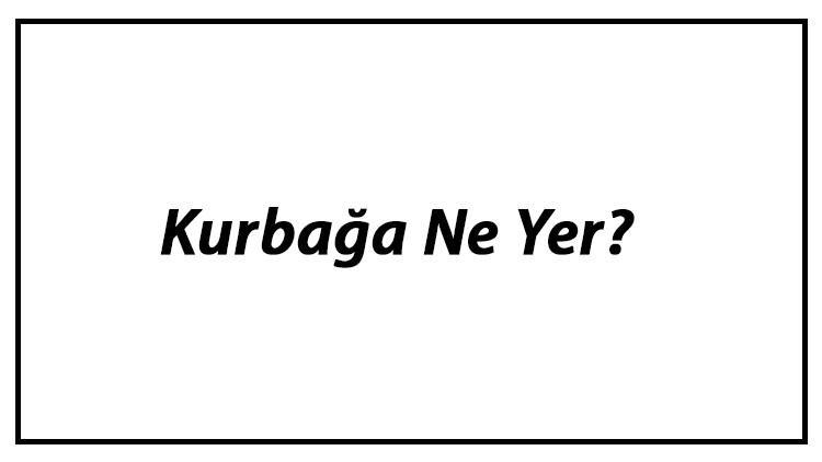 Kurbağa Ne Yer? Kurbağalar Nasıl Beslenir Ve En Çok Sevdiği Besinler Neler