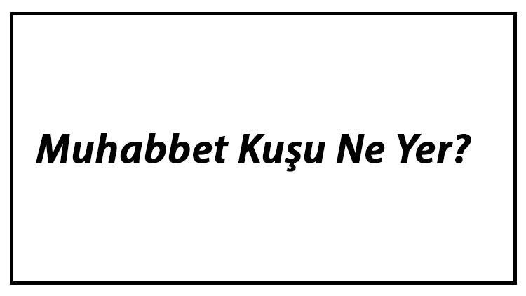 Muhabbet Kuşu Ne Yer? Muhabbet Kuşları Nasıl Beslenir Ve En Çok Sevdiği Besinler Neler