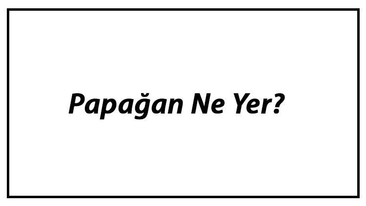 Papağan Ne Yer? Papağanlar Nasıl Beslenir Ve En Çok Sevdiği Besinler Neler