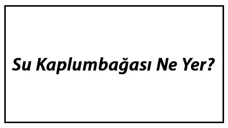 Su Kaplumbağası Ne Yer? Su Kaplumbağası Nasıl Beslenir Ve En Çok Sevdiği Besinler Neler