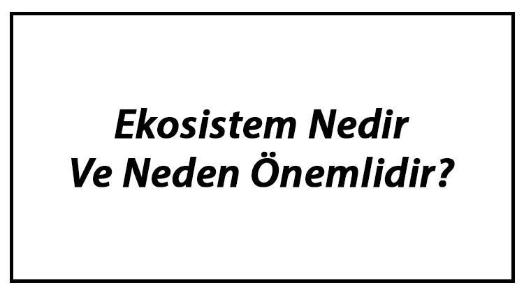Ekosistem Nedir Ve Neden Önemlidir? Ekosistemi Oluşturan Unsurlar Hakkında Bilgi