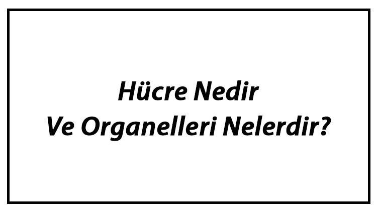 Hücre Nedir Ve Organelleri Nelerdir? Hücre Organellerinin Görevleri Hakkında Bilgi