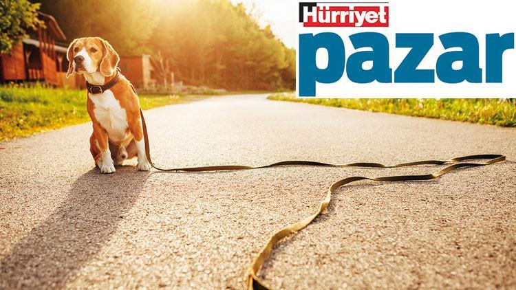 Kayıp hayvanlar artık daha kolay bulunabilecek