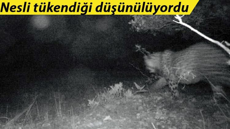 Nesli tükendiği düşünülüyordu! Uzun yıllar sonra ilk kez Anadolu Parsı görüntülendi
