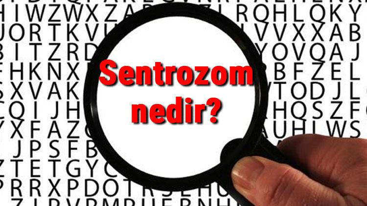 Sentrozom nedir ve hangi hücrelerde bulunur Sentrozom görevleri ve özellikleri
