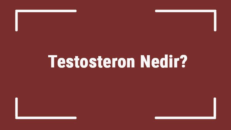 Testosteron Nedir Testosteron Hormonu Ne İşe Yarar, Testosteron Artıcı Besinler Nelerdir