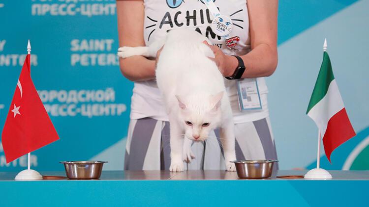 Kahin kedi Achilles, Türkiye-İtalya maçının galibini belirledi - Spor