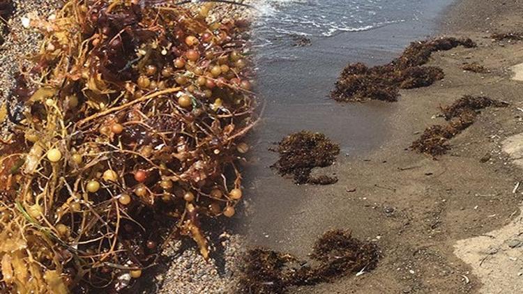 Müsilajdan sonra yeni tehlike: Sargassum! Çürük yumurta gibi kokuyor...