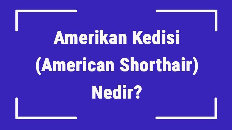 Amerikan Kedisi (American Shorthair) Nedir? Amerikan Kedisinin Özellikleri, Kişiliği Ve Bakımı Nasıldır?