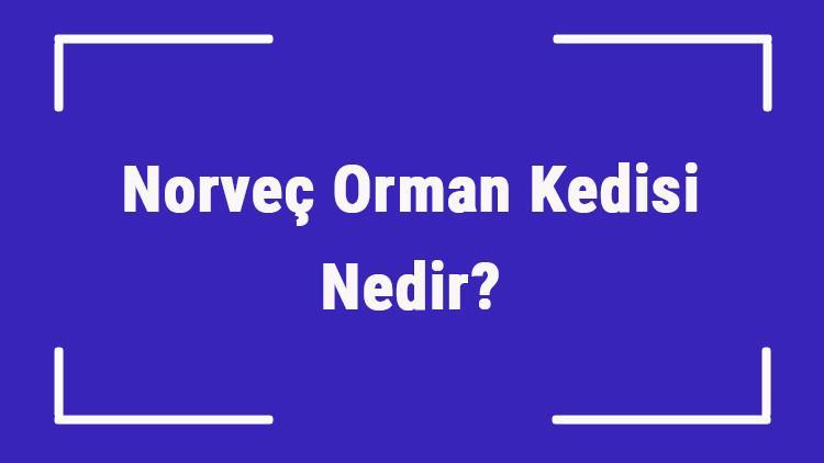 Norveç Orman Kedisi Nedir? Norveç Orman Kedisinin Özellikleri, Kişiliği Ve Bakımı Nasıldır?