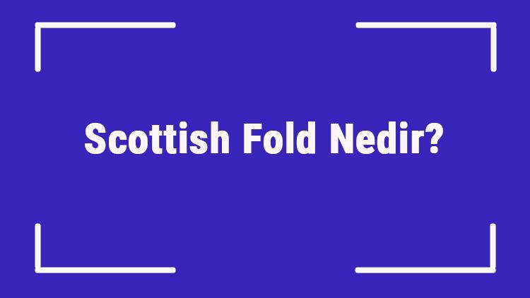 Scottish Fold Nedir? İskoç Kedisi Özellikleri, Kişiliği Ve Bakımı Nasıldır?