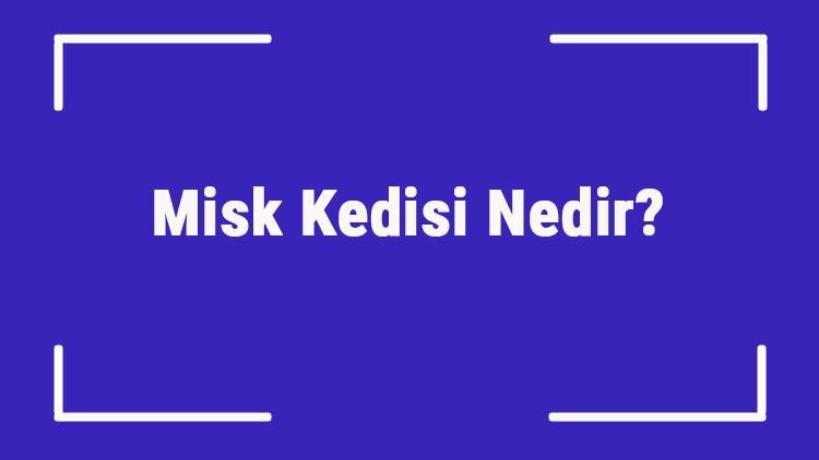 Sfenks Kedisi (Mısır Kedisi) Nedir? Sfenks (Firavun) Kedisinin Özellikleri, Kişiliği Ve Bakımı Nasıldır?