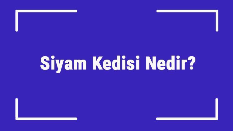 Siyam Kedisi Nedir? Siyam Kedisinin Özellikleri, Kişiliği Ve Bakımı Nasıldır?
