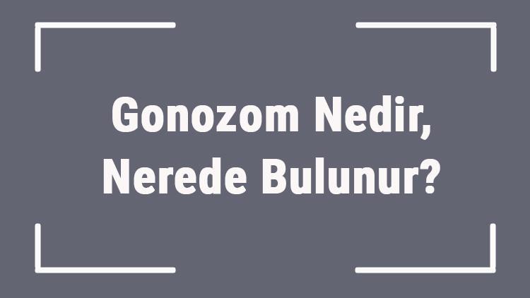 Gonozom Nedir, Nerede Bulunur? Gonozom Sayısı Nasıl Bulunur?