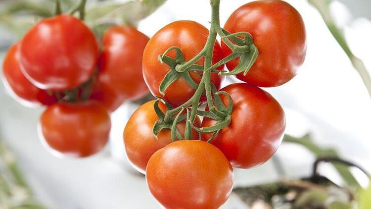 Türkiyenin domates ihracatı yılın ilk yarısında yüzde 12 arttı