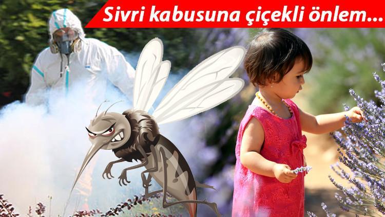 İstanbul sivrilerin buluşma noktası oldu! İşte sivrisinekten korunma kılavuzu...