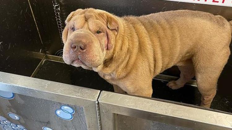 Ezber bozan bir hikaye! Köpeği çalındı, hırsızı buldu, polise gitmek yerine...