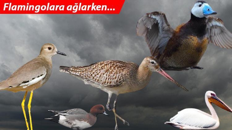 Flamingolara ağlarken... 'Tarihi' tablo çok daha korkunç...