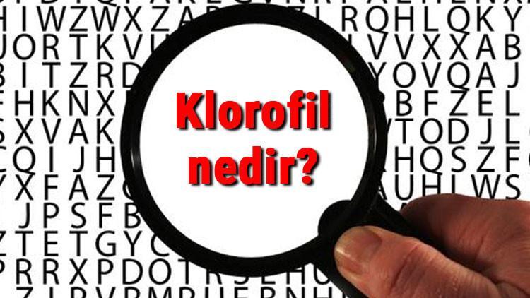 Klorofil nedir, ne işe yarar ve nerede bulunur? Klorofil pigmenti ve görevleri