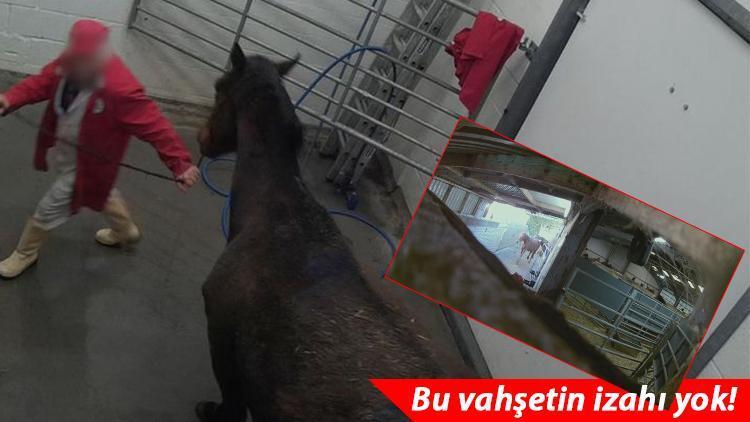 Bir zamanlar şampiyondular... İnanılmaz skandal: Binlercesi böyle katledildi!