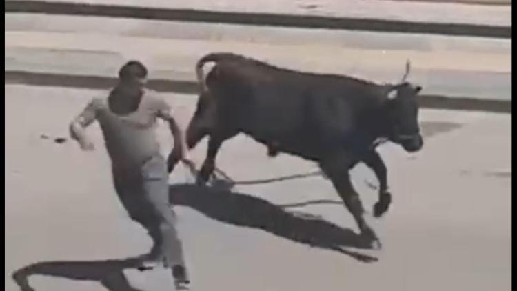 Panik anları! Sahibinin elinden kaçan kurbanlık boğa, kafeteryaya girdi