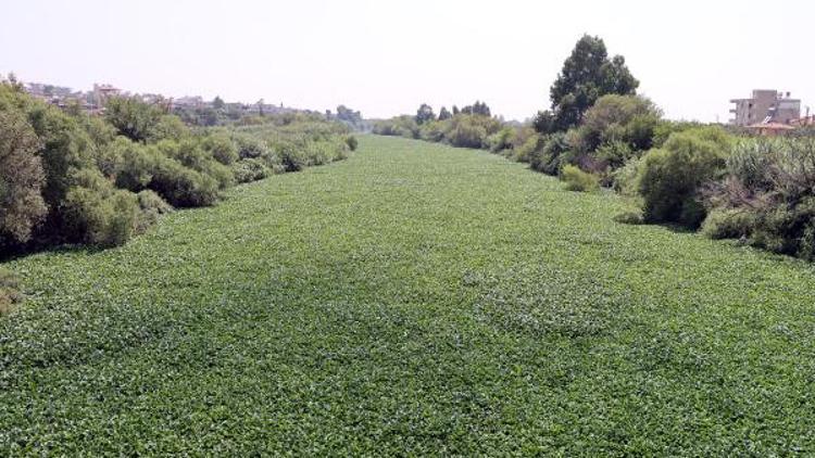 Yine görüldü! Asi Nehri'nin bazı bölümlerini tamamen kapladı