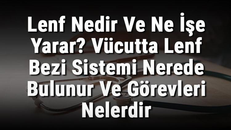 Lenf Nedir Ve Ne İşe Yarar? Vücutta Lenf Bezi Sistemi Nerede Bulunur Ve Görevleri Nelerdir