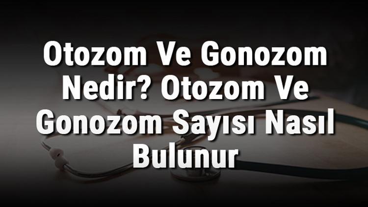 Otozom Ve Gonozom Nedir? Otozom Ve Gonozom Sayısı Nasıl Bulunur