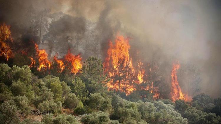 Nereye gidiyor, neye yol ayor? ki zt sonucu var... Orman yangnlarnda duman tehdidi!