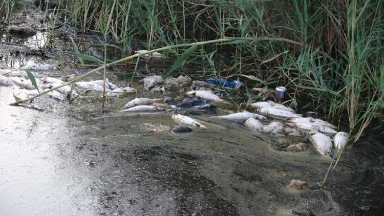 Mersin'de tedirgin eden görüntü! Binlerce balık öldü