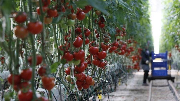 Türkiyenin 7 aylık yaş meyve sebze ihracatını 5 ürün sırtladı