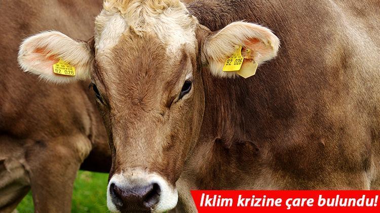 İneklerden çevre korumasına ilginç katkı: Tuvalet eğitimi aldılar!