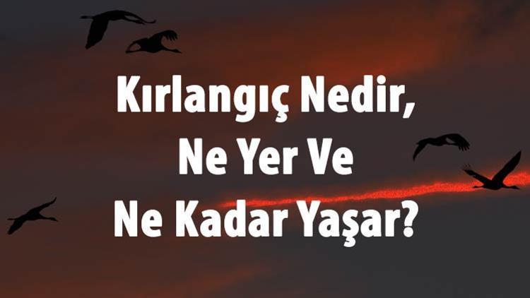 Kirlangic Nedir Ne Yer Ve Ne Kadar Yasar Kirlangic Kusu Nasil Yuva Yapar Ve Hangi Mevsim Gelir