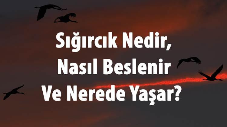 Sigircik Nedir Nasil Beslenir Ve Nerede Yasar Sigircik Kusu Yenir Mi Sesi Ve Ozellikleri