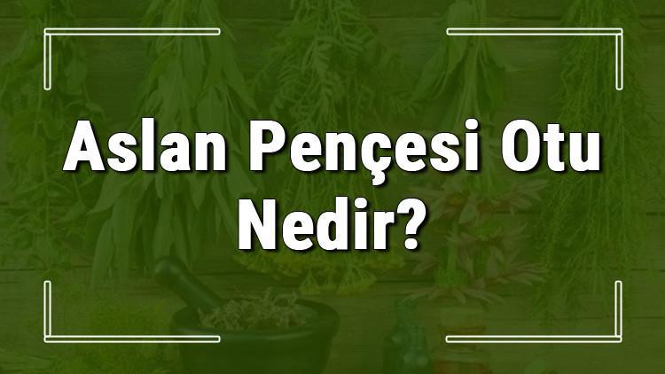 Aslan pençesi otu nedir, ne işe yarar ve nerede yetişir? Aslan pençesi otunun faydaları nelerdir ve neye iyi gelir