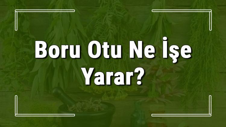 Boru otu nedir, ne işe yarar ve nerede yetişir? Boru otunun faydaları nelerdir ve neye iyi gelir