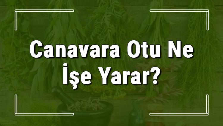 Canavar otu nedir, ne işe yarar ve nerede yetişir? Canavar otunun faydaları nelerdir ve neye iyi gelir